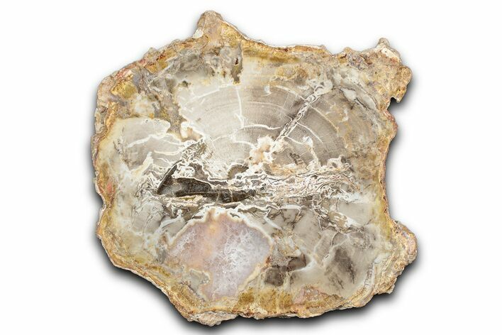 Polished Petrified Wood (Araucaria) Round - Madagascar #344660
